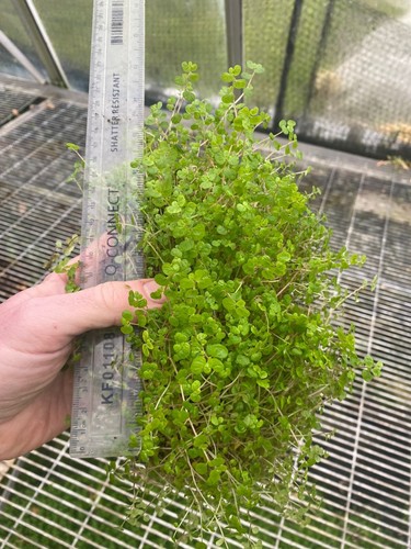 Large clumps mind - clumps,