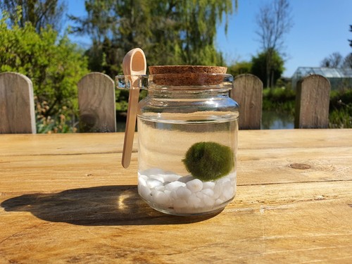 Marimo moss ball pet white - marimo,