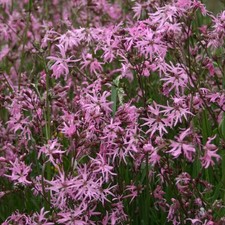 Perennial wildflower ragged - wildflower,