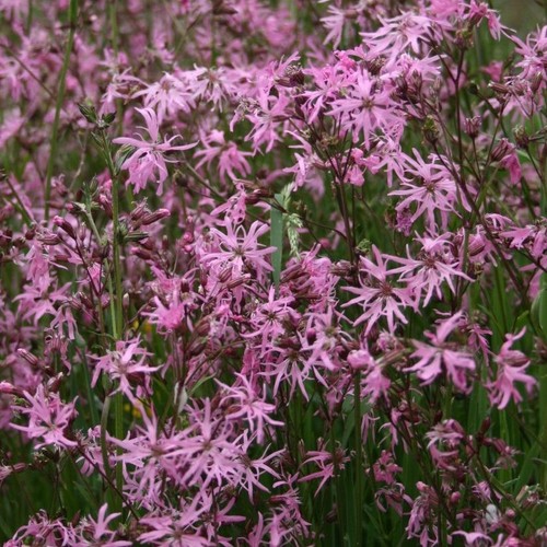 Perennial wildflower ragged - 6,