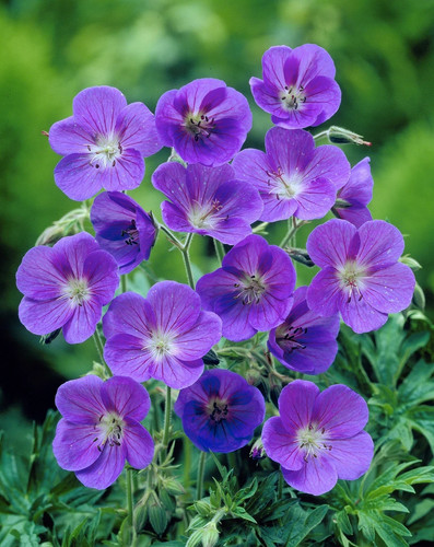 Three geranium johnsonii - three,