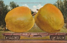 2 Giant Apples On Southern Pacific Train Car Comic Postcard 1910