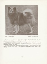 KEESHOND OLD VINTAGE 1934 NAMED DOG PRINT PAGE 