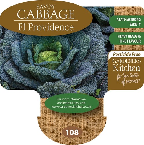 Cabbage savoy providence - savoy, providence'
