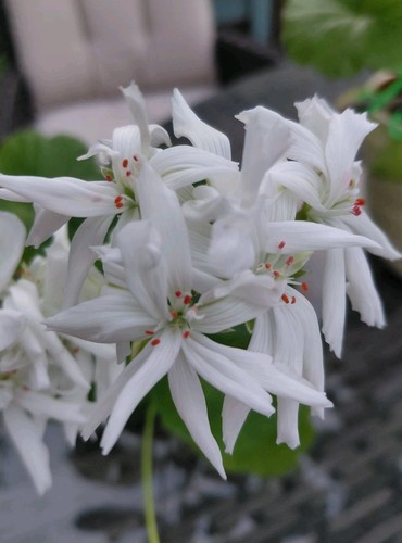 Pelargonium noel - pelargonium,