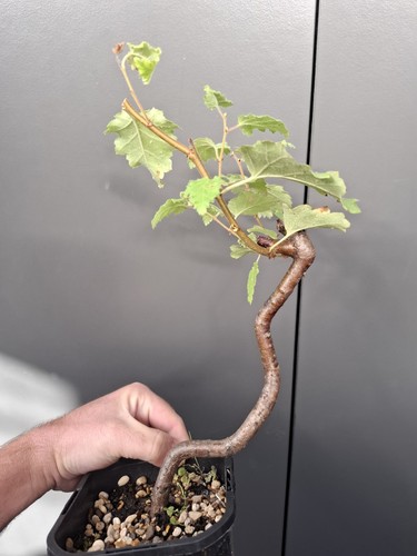 Silver birch bonsai - silver, part