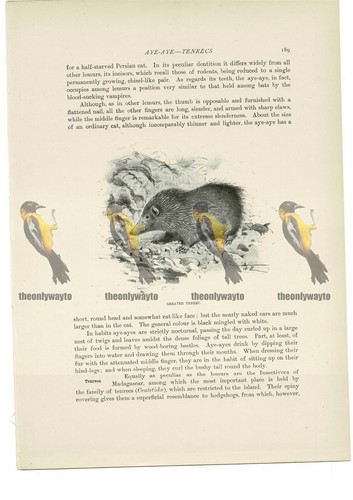 Greater tenrec animal - greater, book