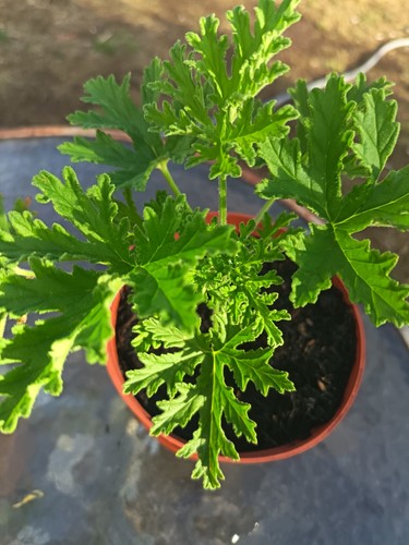 Lemon scented geranium - lemon,