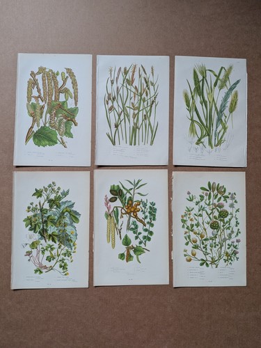 Coloured antique botanical - coloured,