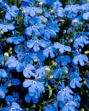 Trailing Blue Hanging Basket