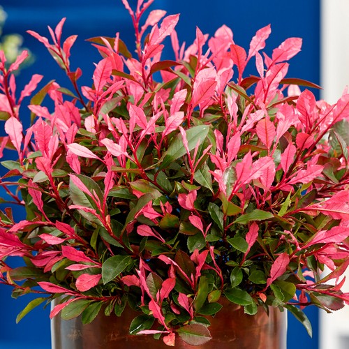 Photinia little fenna - little,