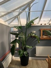 Two Very Large Banana Palm Trees in Pots