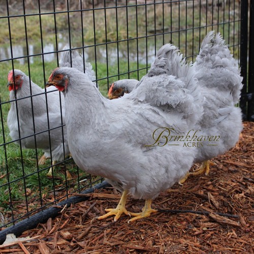 Large fowl lavender - fowl,