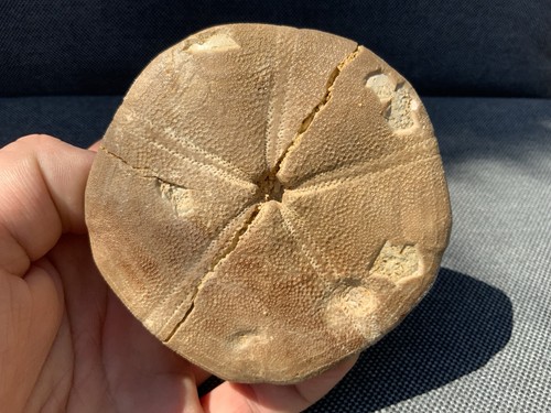 Fossil sea urchin - fossil,