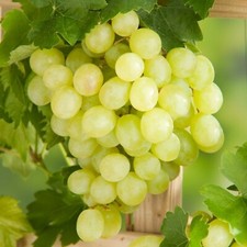 White Grape Vine Plant Bianca - White Vitis Fruit Plant in 12cm Pot 