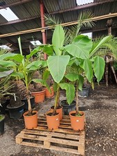 6ft Musa Basjoo Hardy Green