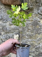 Acer campestre, Field Maple-