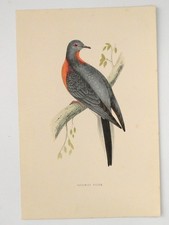 Passenger Pigeon British Bird