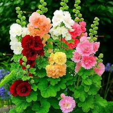 Dwarf Hollyhock - Majorette