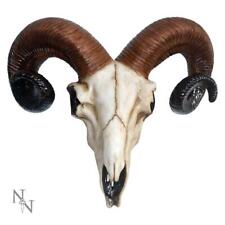 Rams Skull Medium 33cm by
