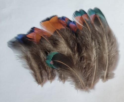 Natural ringneck pheasant - ringneck,