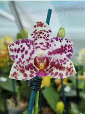 Phalaenopsis Ho’s Graceful