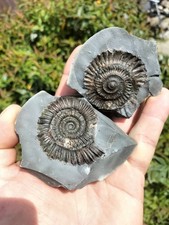 Dactylioceras ammonite - ,