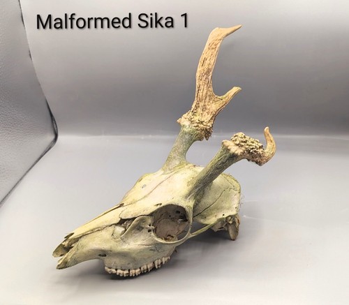 Malformed sika deer skull - malformed,
