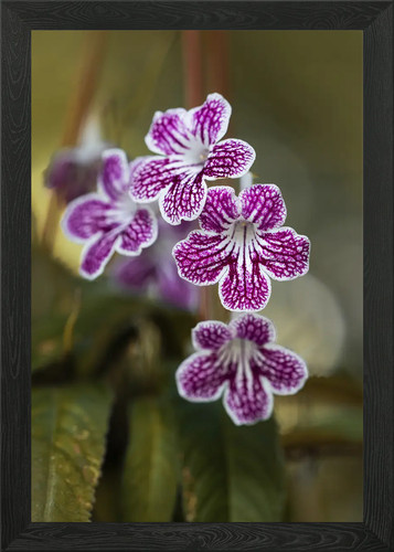 Purple and white streptocarpus - purple,