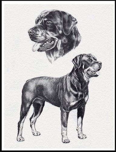 Rottweiler lovely dog art - lovely,
