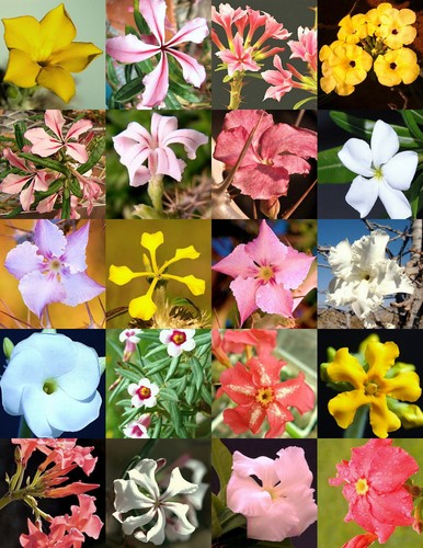 Pachypodium variety mix - pachypodium,