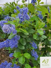 Ceanothus Trewithen Blue - Californian Lilac - 80cm tall - 3 Litre Pot - Plant