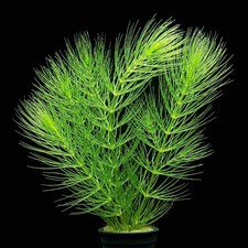 Hornwort mini pots x10 - x5,