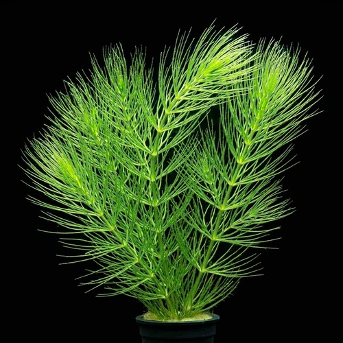 Hornwort mini pots x10 - pots, /