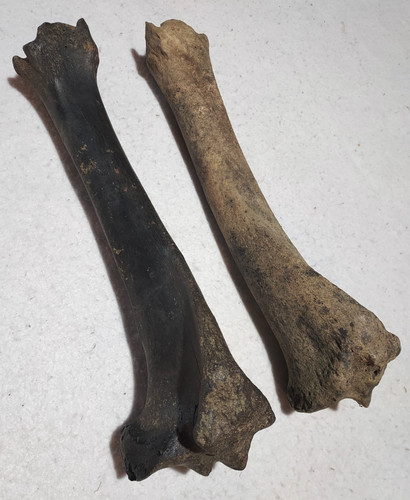Ice age bison left - &, right