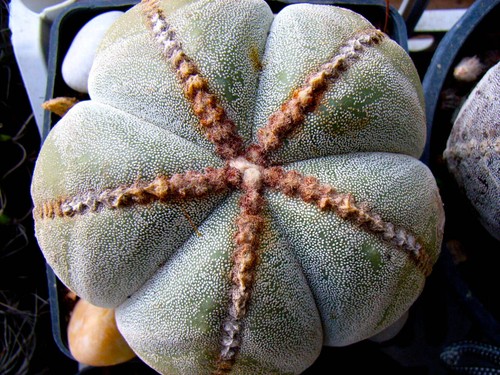 Astrophytum myriostigma seeds - myriostigma,