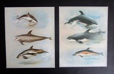 Archibald thorburn two - archibald,