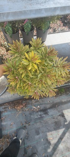 Euphorbia plants - euphorbia,