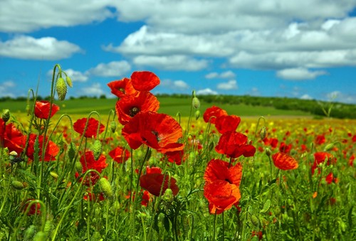 Corn poppy flanders - poppy,