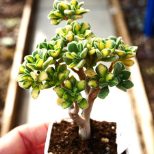Exact plant | Aeonium Lindleyi variegated - Mini Tree Bonsai Korean Succulent