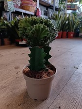 Euphorbia Lactea 'Cristata'