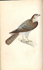 Goshawk Meyer Bird Antique