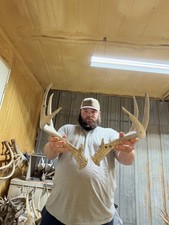9 Point WILD Whitetail Deer