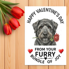 Bouvier des Flandres