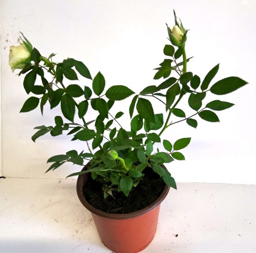 White rose potted plant - white,