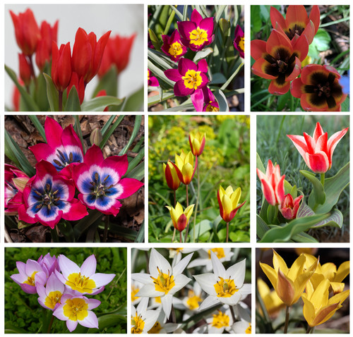 Botanical tulip bulbs - botanical, dwarf