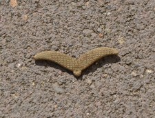 GERMAN WW2 LUFTWAFFE COLLAR