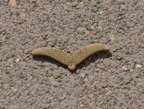 German ww2 luftwaffe collar - german,
