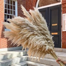 Pampas Grass Large Beige