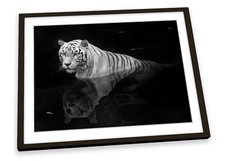 White Tiger Wildlife Black FRAMED ART PRINT Picture Poster Artwork
